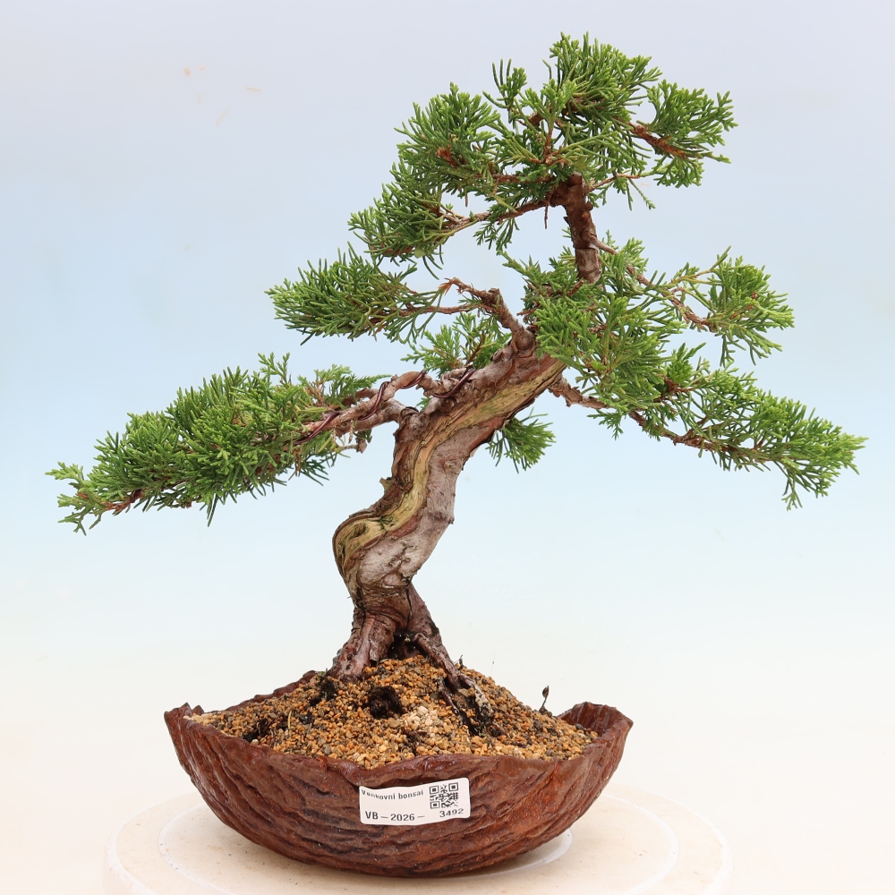 Bonsai ogrodowe – Juniperus chinensis Itoigawa – jałowiec chiński