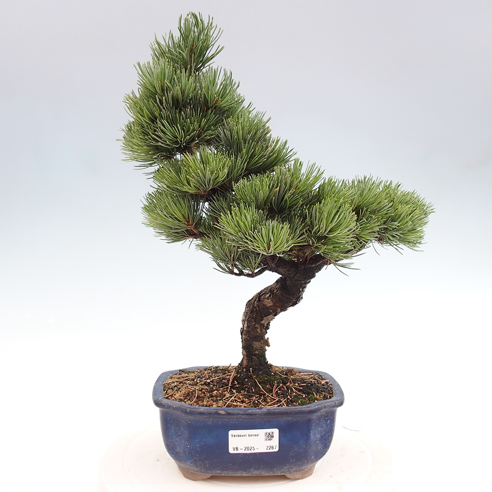Outdoor bonsai - Pinus parviflora - Mała sosna
