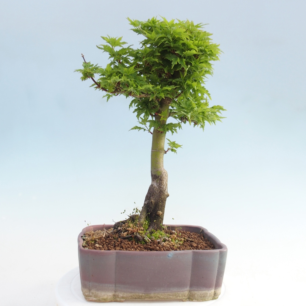 Outdoor bonsai - palma jaworowa Acer palmatum Shishigashira