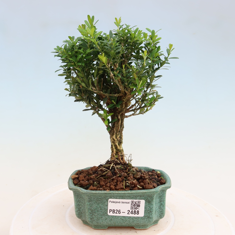 Pokój bonsai - Buxus harlandii - buxus korkowy