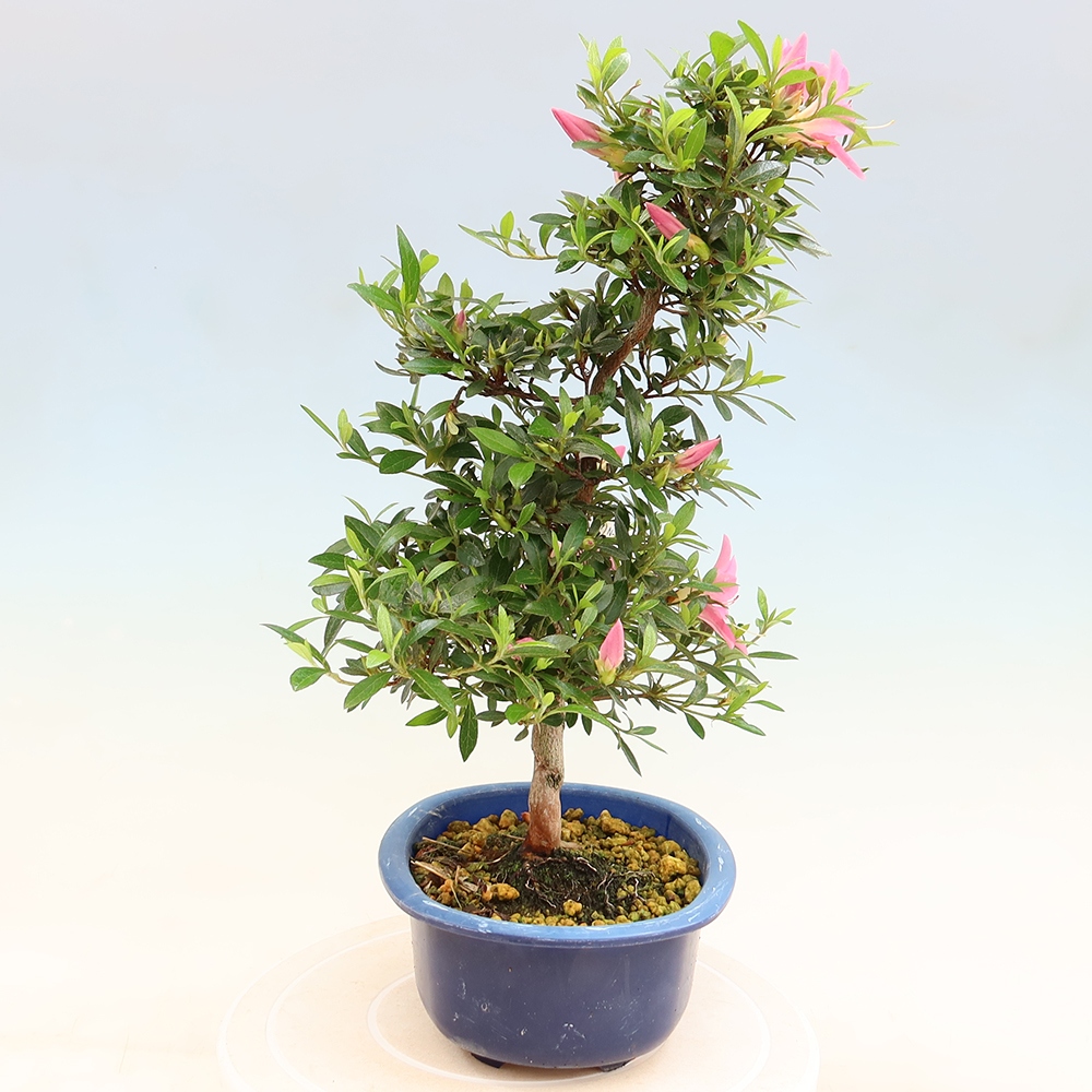 Outdoor bonsai - Azalia japońska - Azalia Nasuno