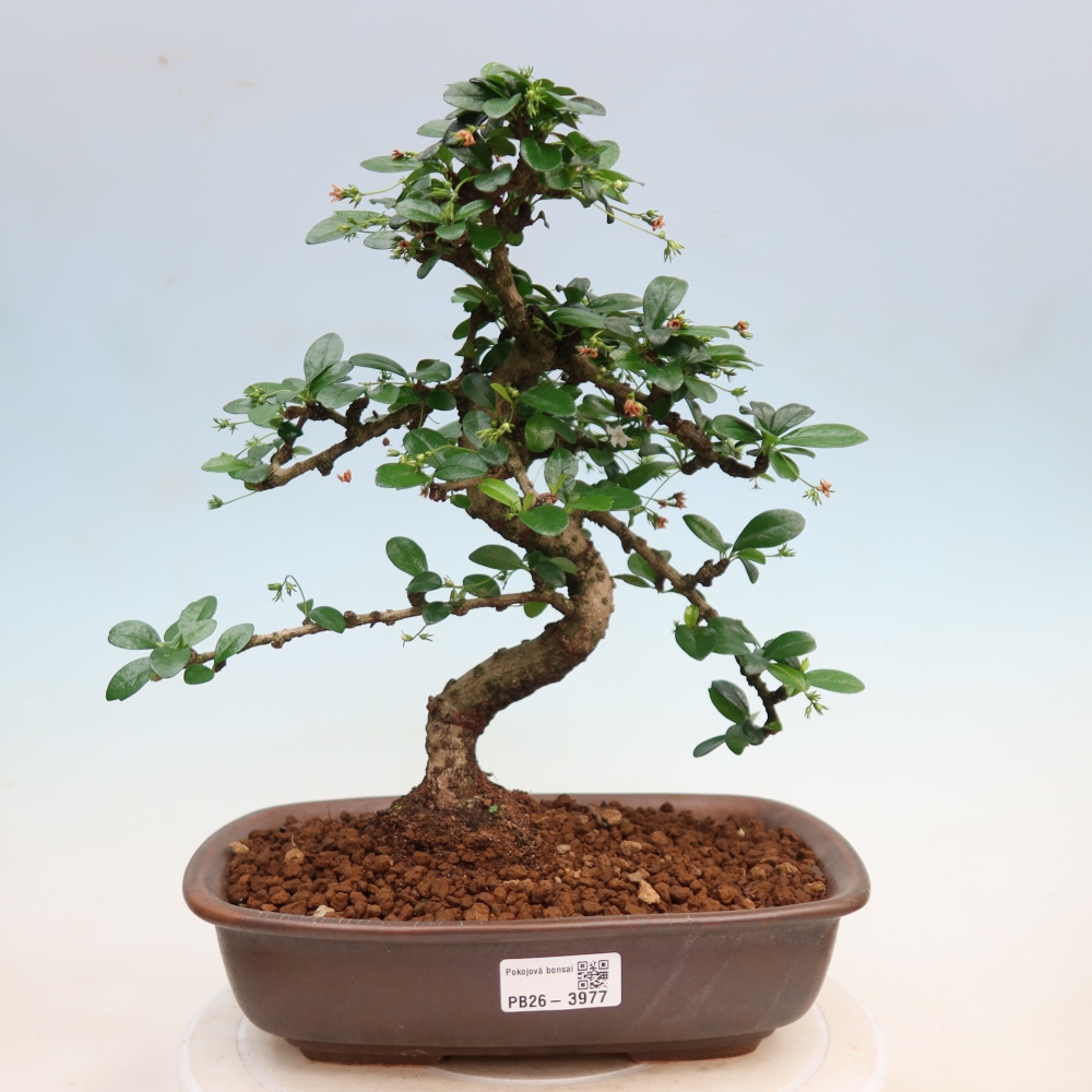 Bonsai pokojowe - Carmona macrophylla - Tea fuki