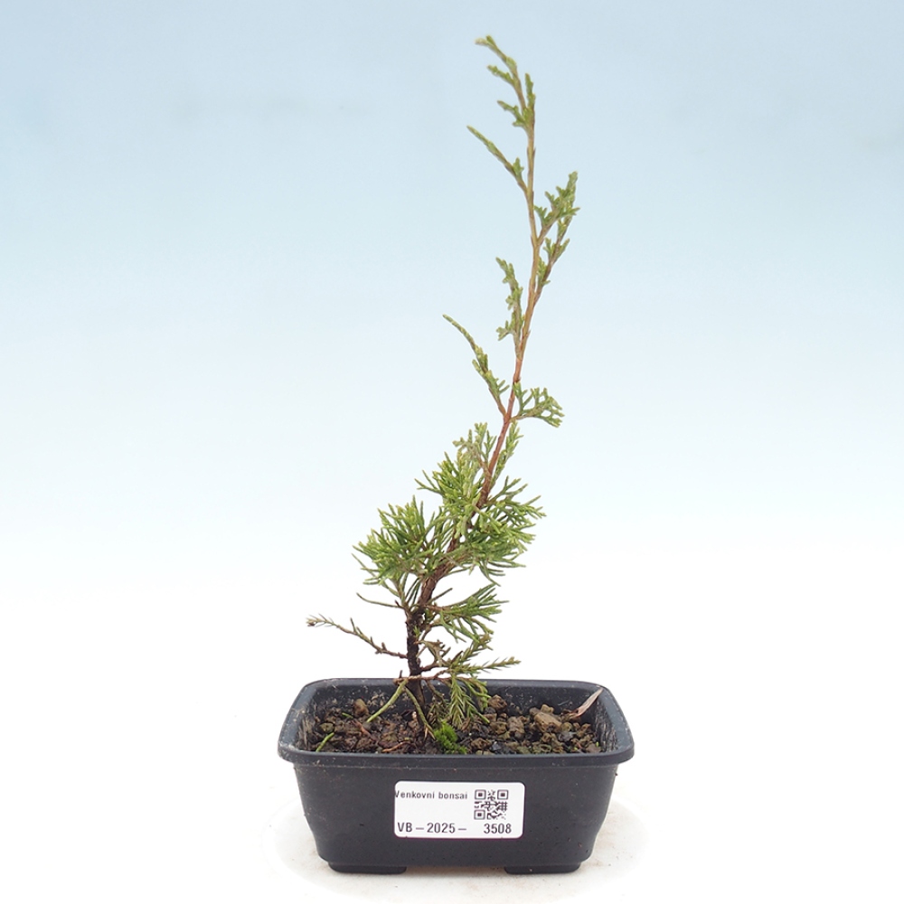 Outdoor bonsai - Juniperus chinensis Itoigawa