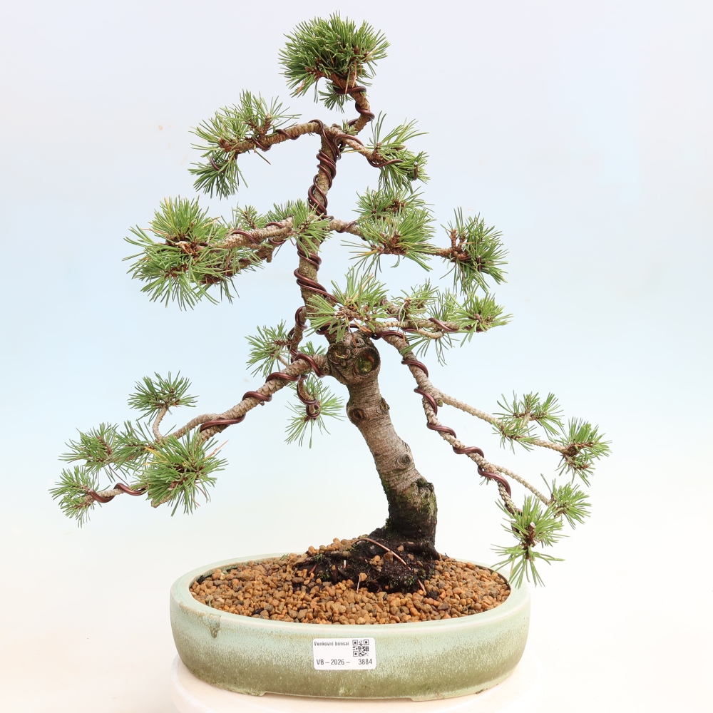 Bonsai ogrodowe – Pinus mugo Humpy – sosna karłowata