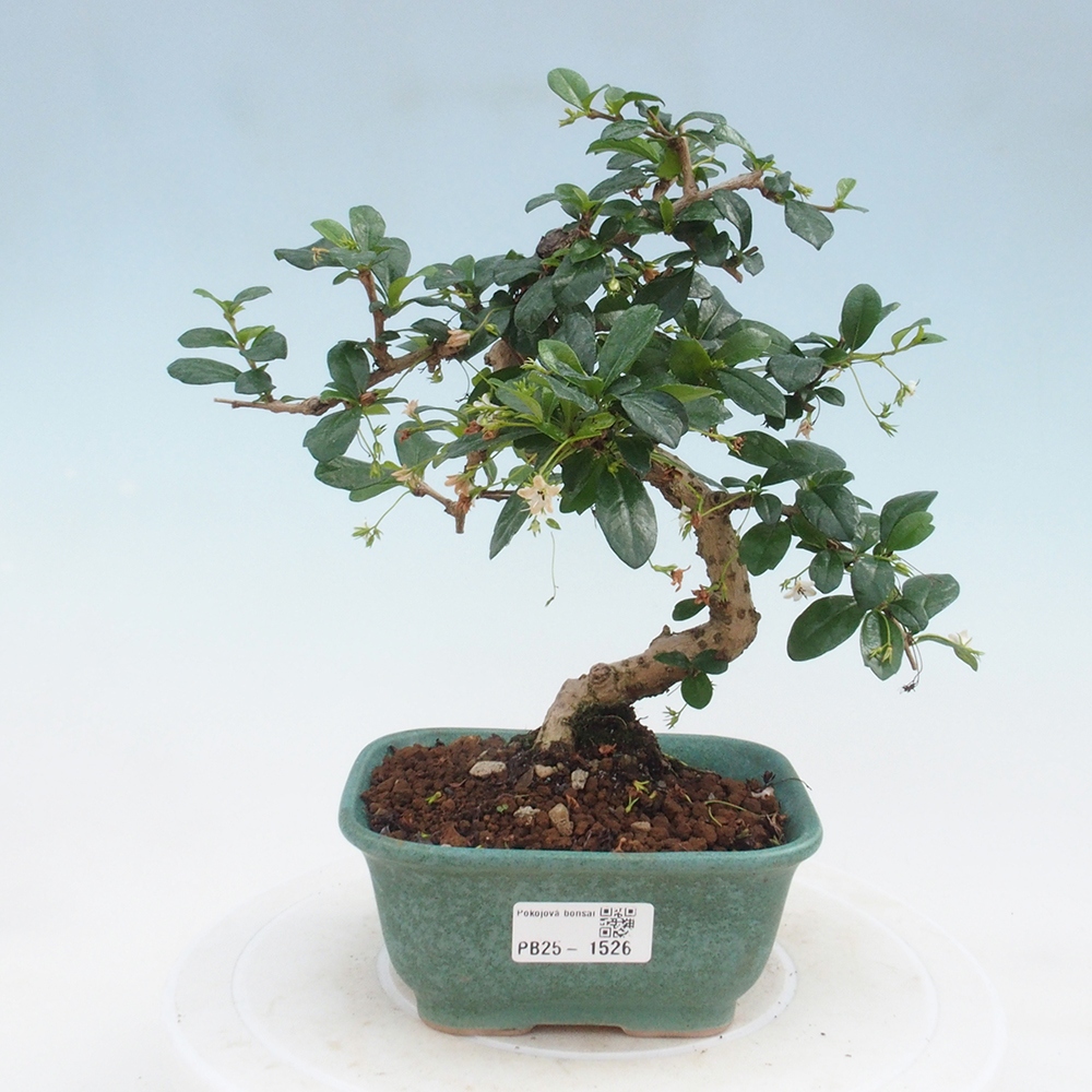 Bonsai wewnętrzne - Carmona makrophylla - Herbata Fuki