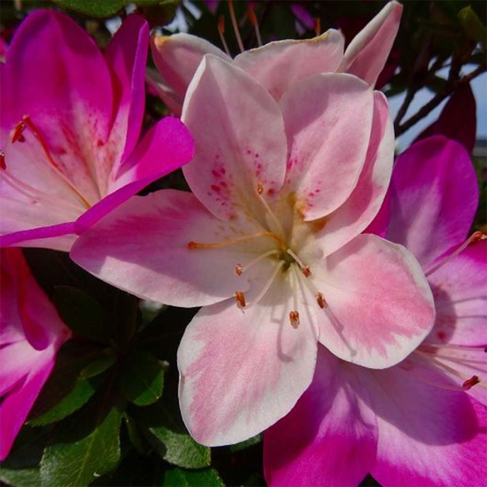 Outdoor bonsai - Azalia japońska - Azalia MURASAKI