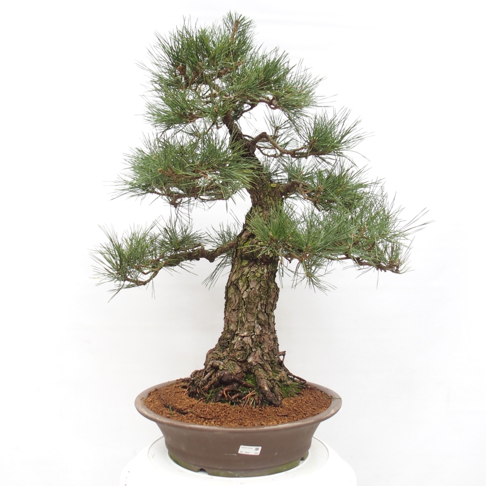 Bonsai ogrodowe - Pinus thunbergii - Sosna Thunberg