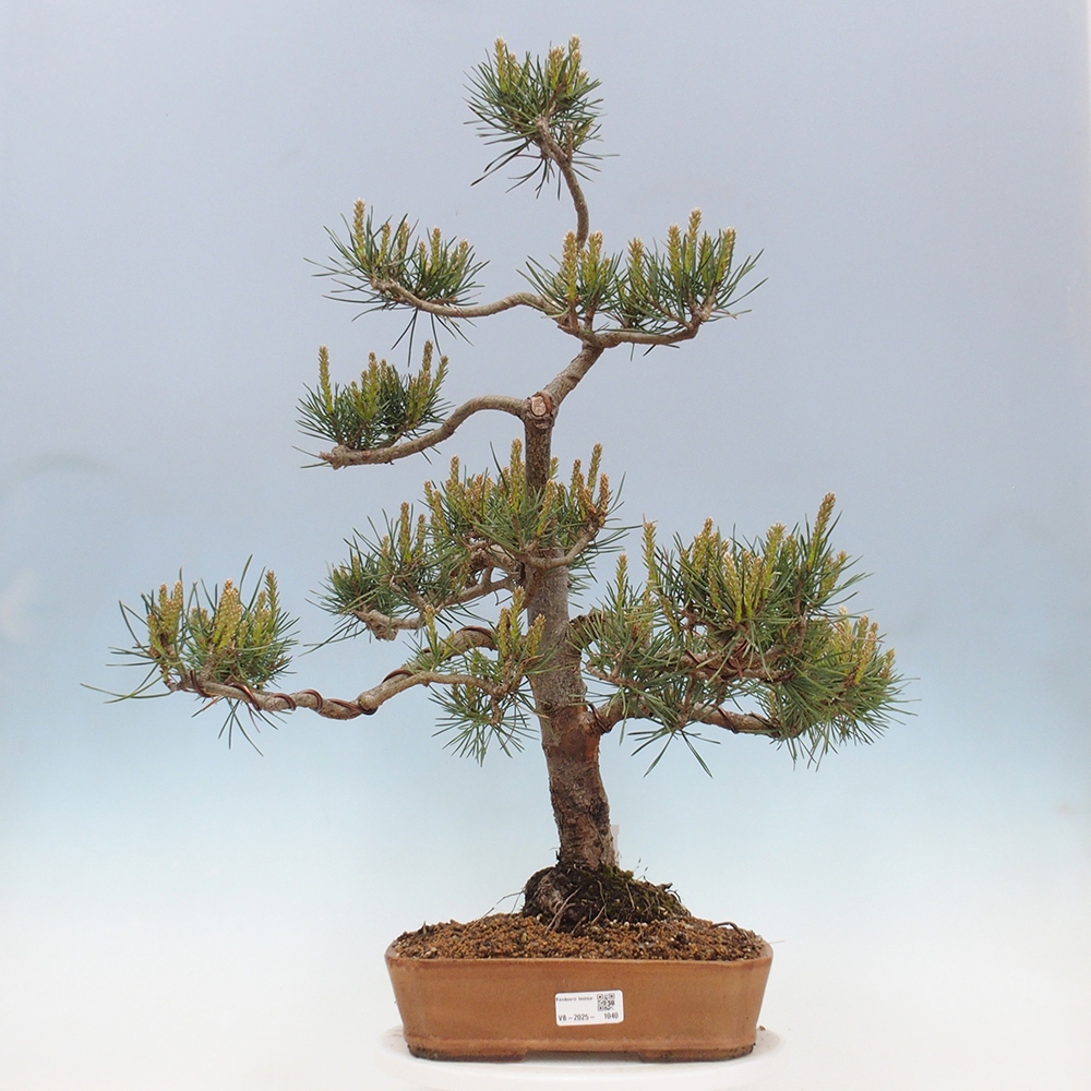 Outdoor bonsai - Pinus Sylvestris - sosna zwyczajna