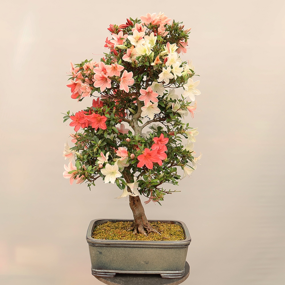 Bonsai zewnętrzne - Azalia japońska - Azalia Saishun