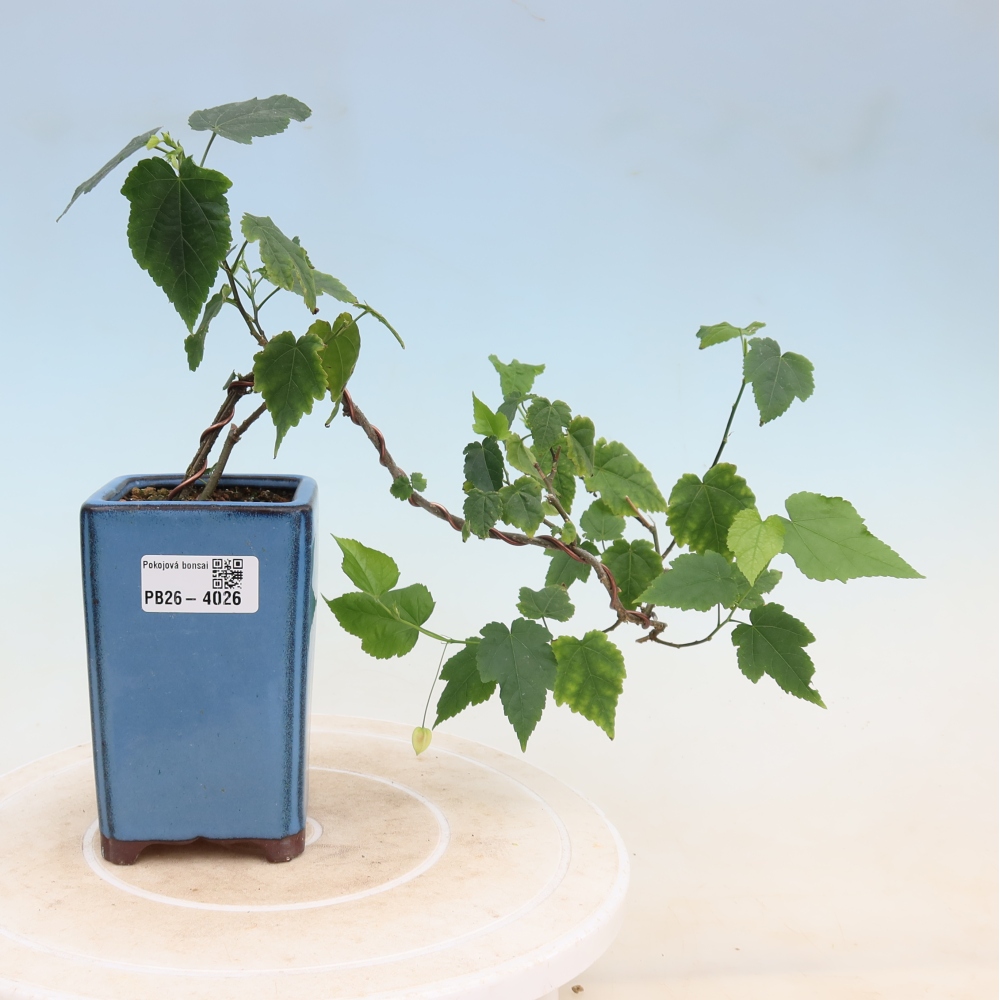 Bonsai domowe - Abutilon Big Bell - Cloudberry