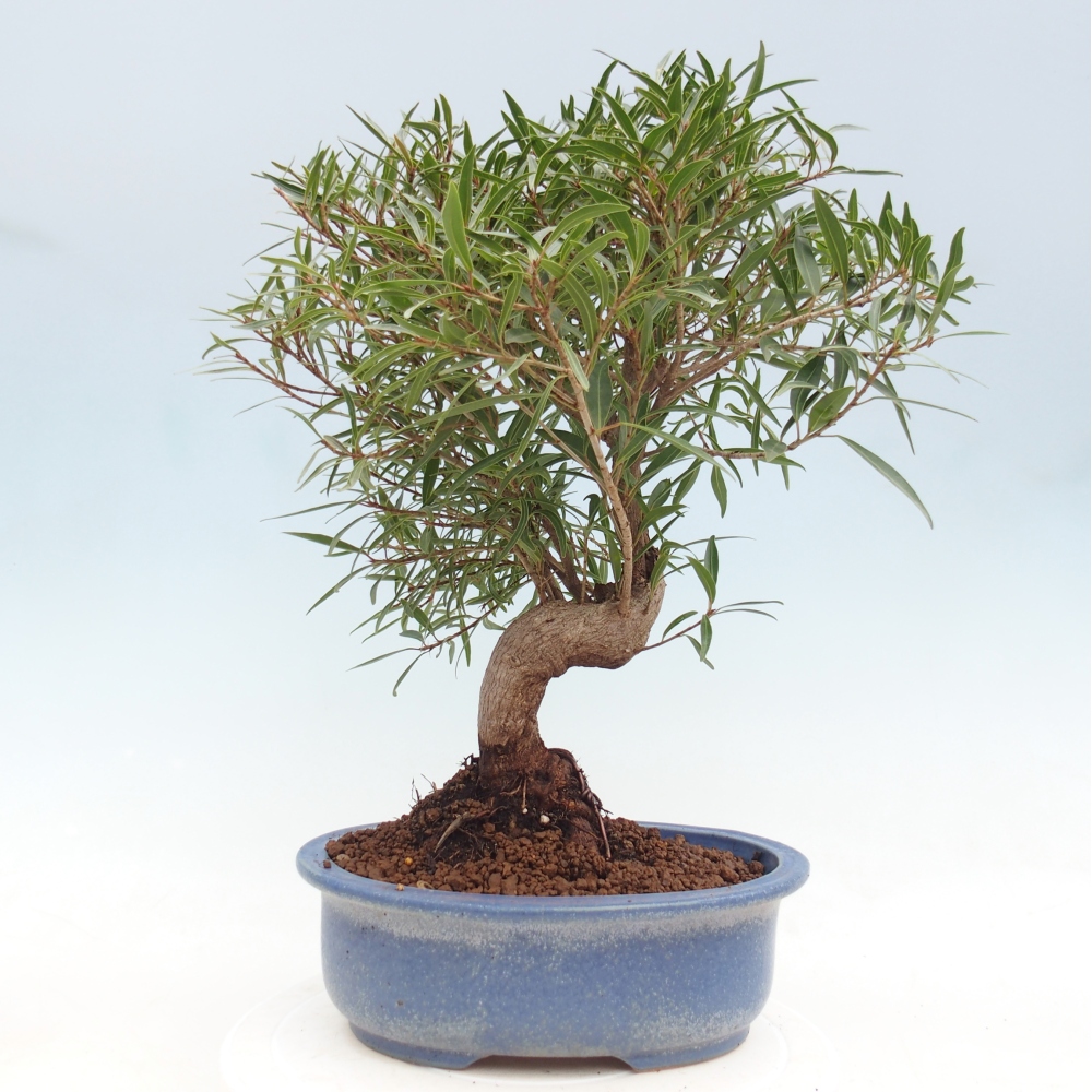 Pokój bonsai - Ficus nerifolia - figowiec drobnolistny