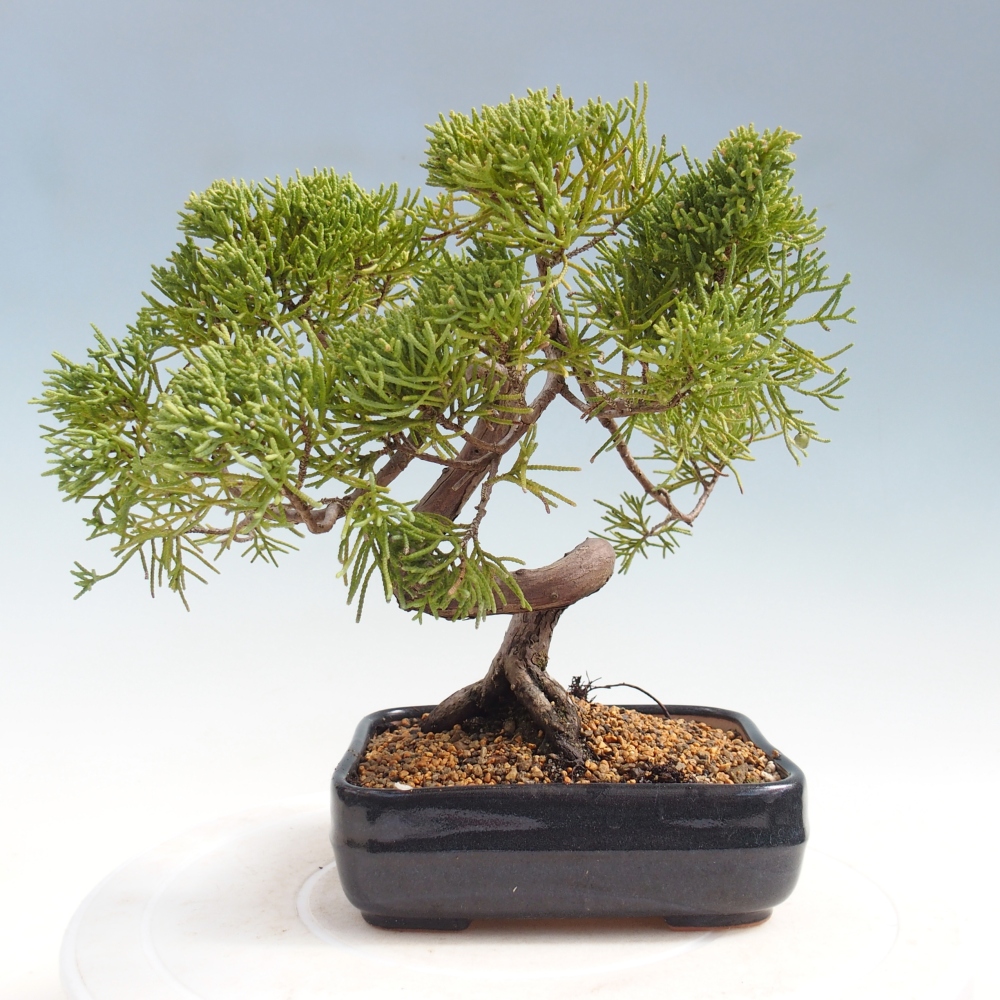 Outdoor bonsai - Juniperus chinensis Kishu