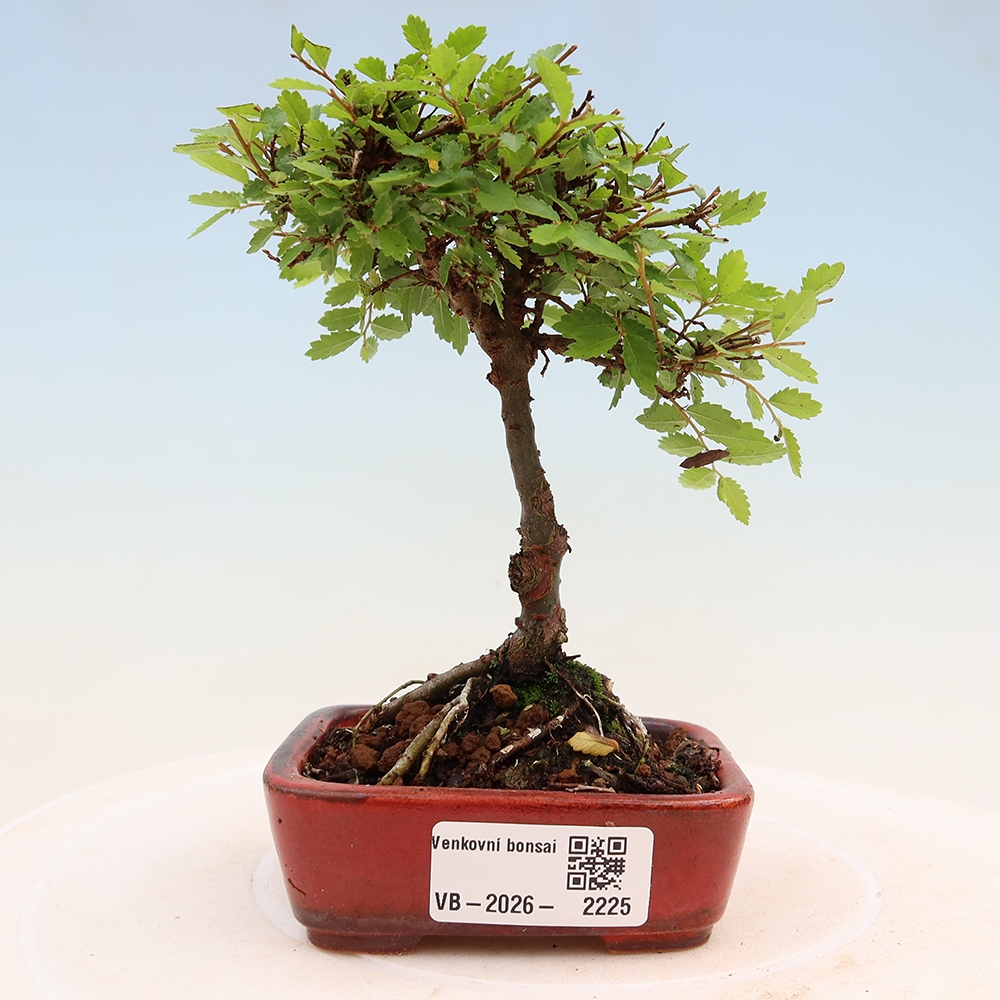 Bonsai zewnętrzne - Ulmus parvifolia Sagei - Wiąz drobnolistny