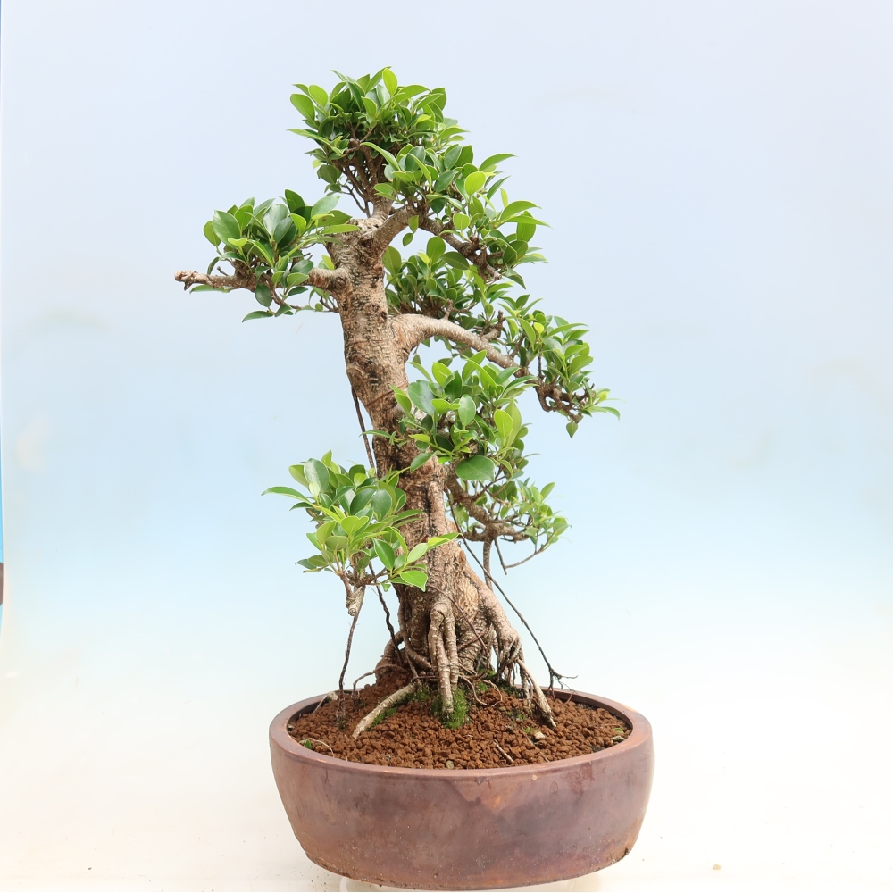 Pokój bonsai - Ficus kimmen - figowiec drobnolistny
