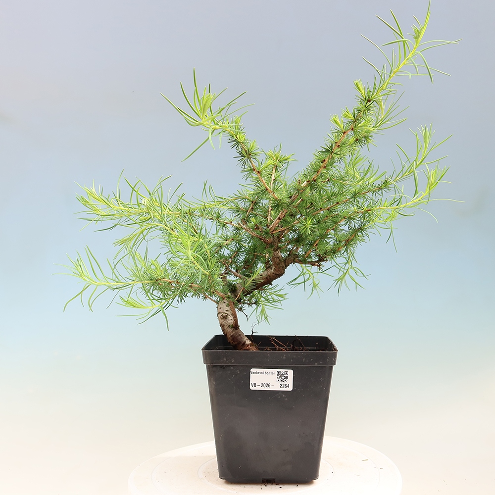 Bonsai zewnętrzne - Larix decidua - Modrzew