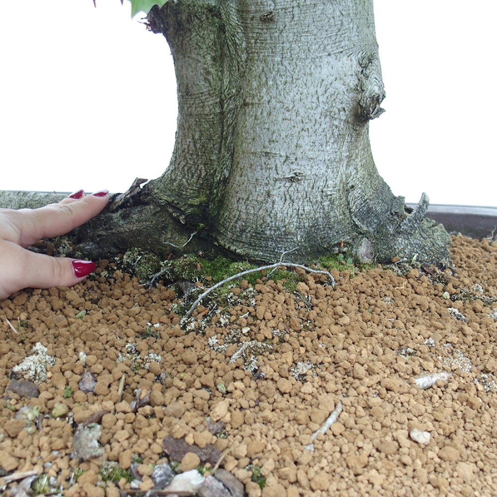 Bonsai ogrodowe - Fagus sylvatica - Buk