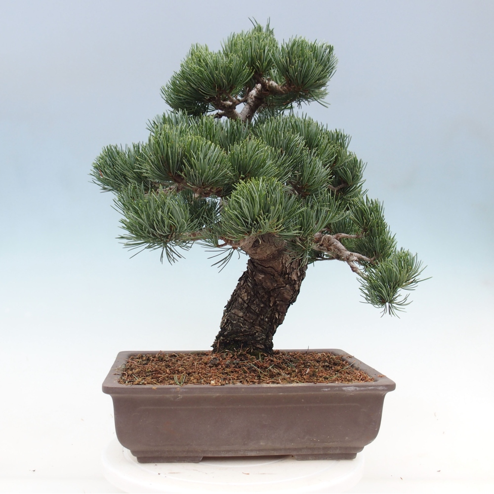 Outdoor bonsai - Pinus parviflora - Mała sosna