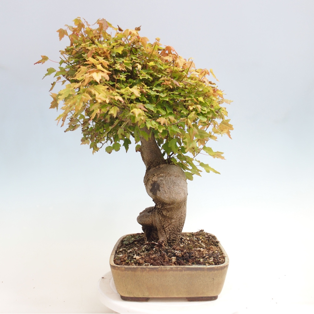 Outdoor bonsai - Maple Buergerianum - Burger Maple
