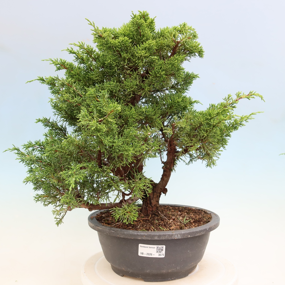 Bonsai ogrodowe – Juniperus chinensis Itoigawa – jałowiec chiński