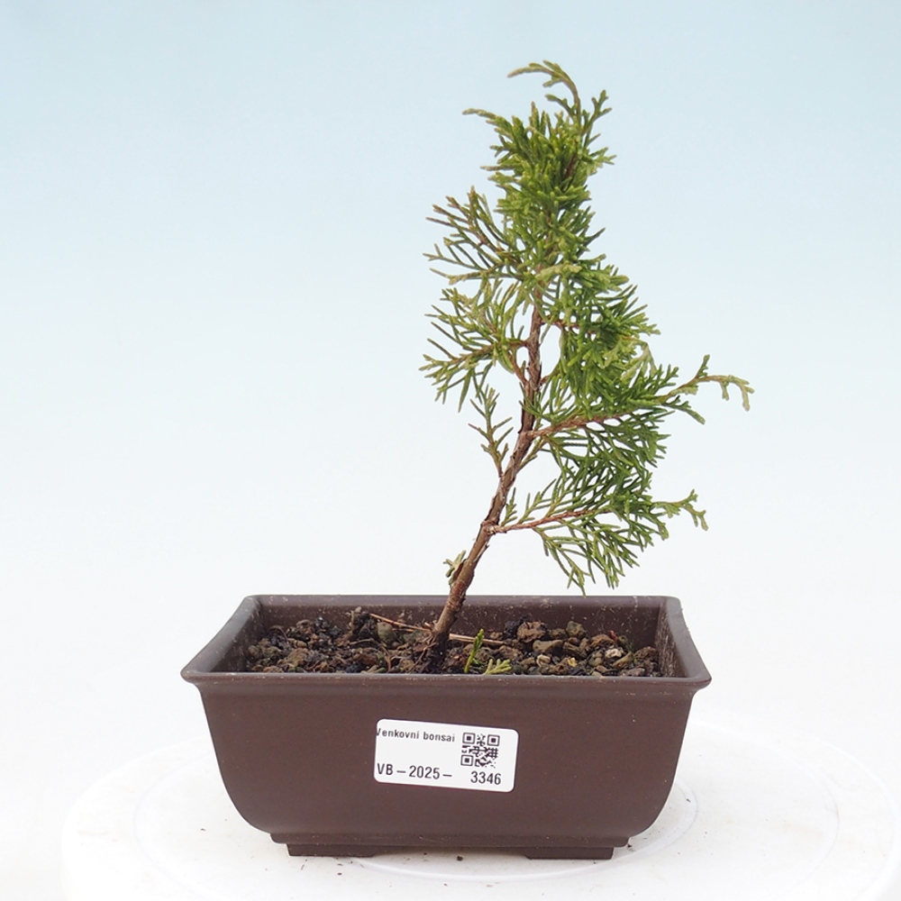 Outdoor bonsai - Juniperus chinensis Itoigawa - Jałowiec chiński