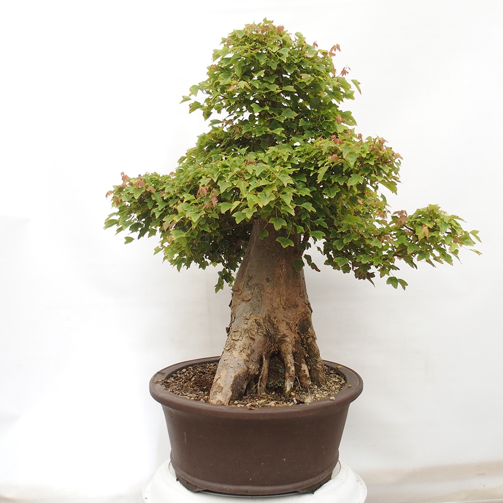 Outdoor bonsai - Maple Buergerianum - Burger Maple
