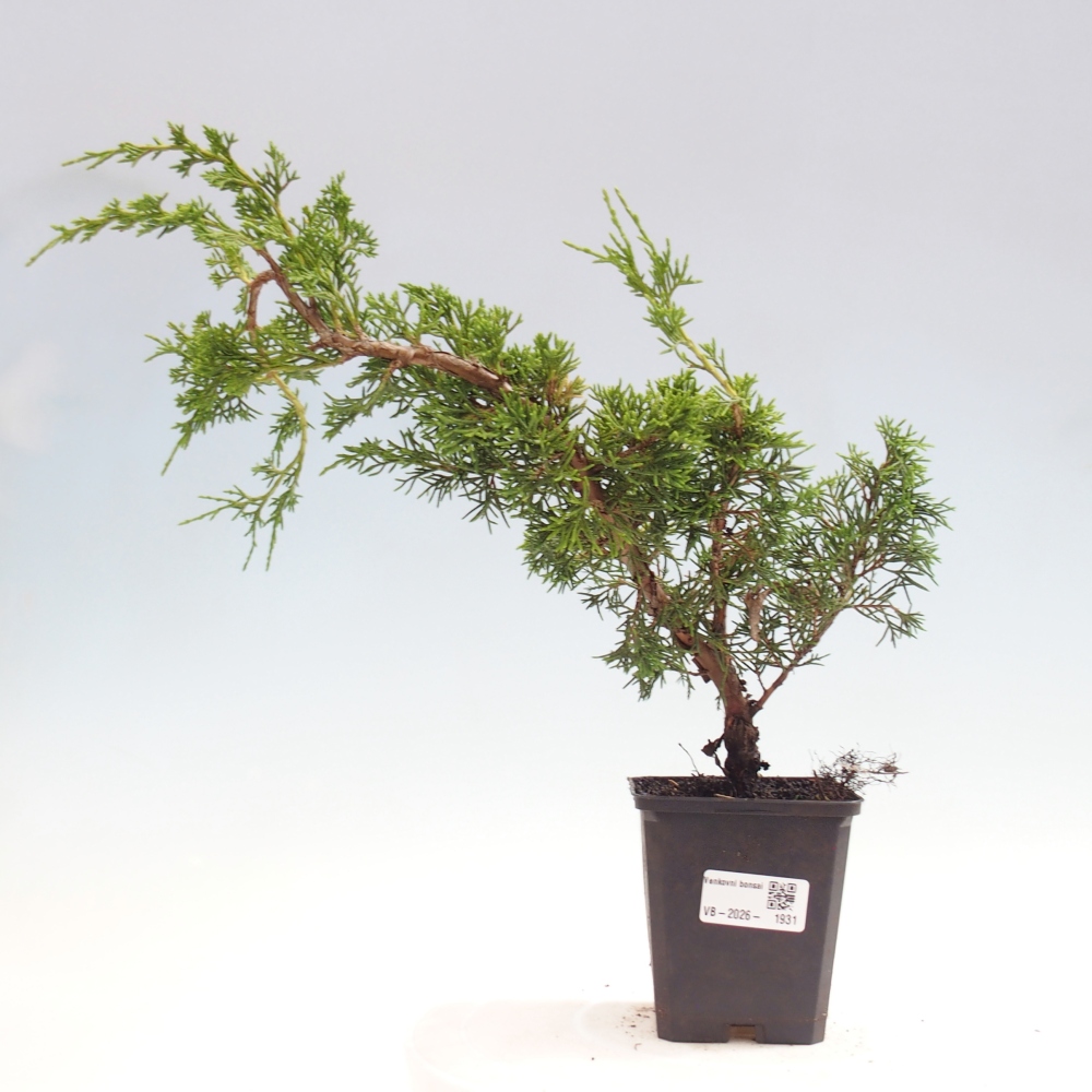Outdoor bonsai - Juniperus chinensis Itoigawa