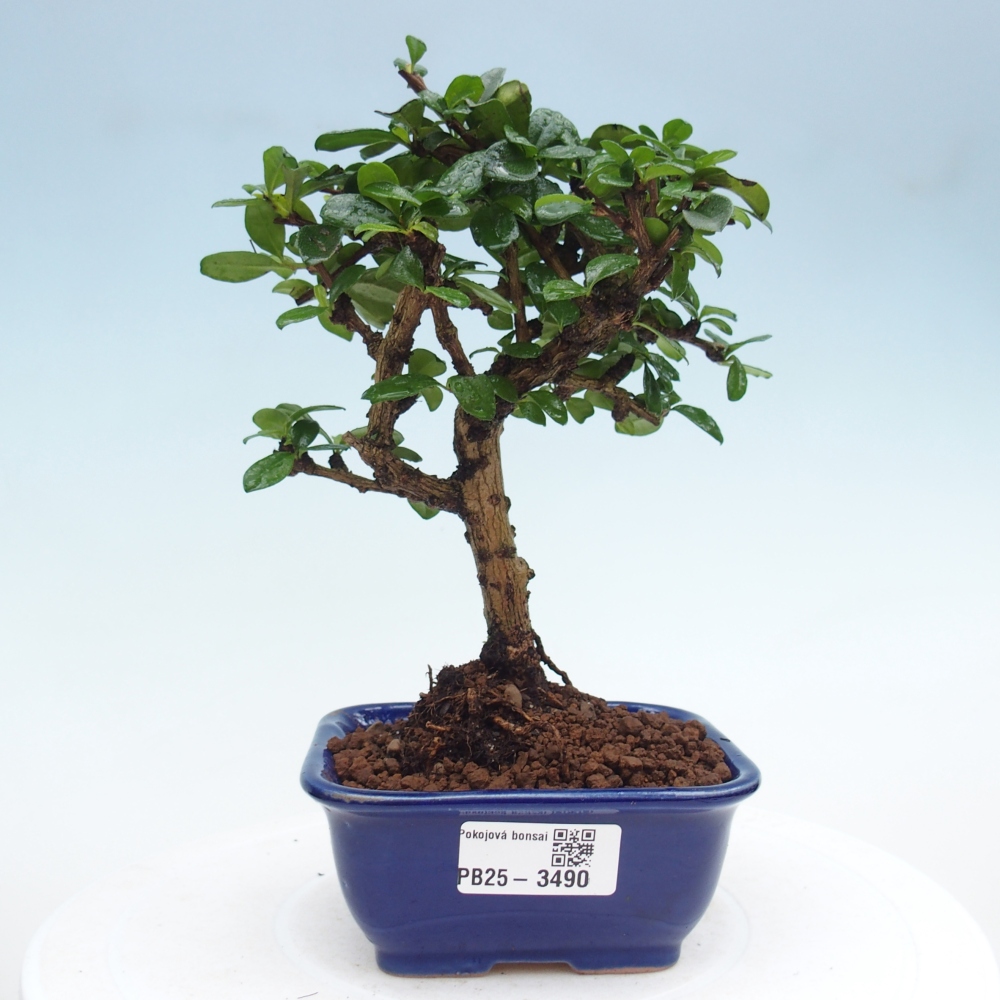 Bonsai pokojowe - Carmona macrophylla - Tea fuki