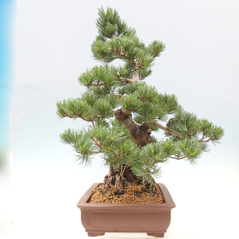 Outdoor bonsai - Pinus parviflora - Pinus parviflora