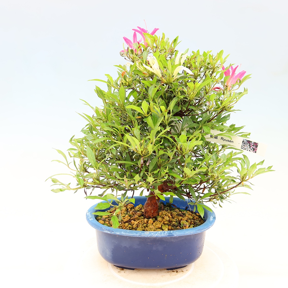 Bonsai zewnętrzne - Azalia japońska - Azalea Ryusen