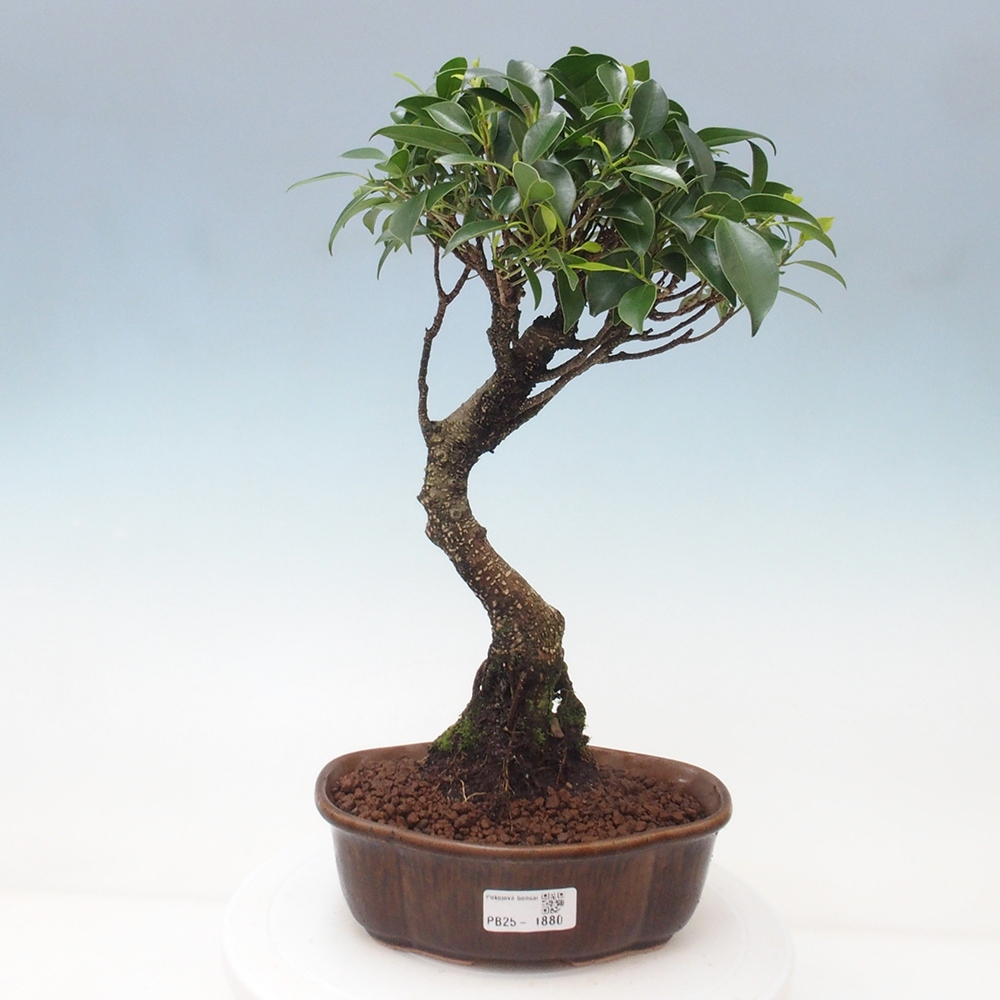 Kryty bonsai - Ficus retusa - figowiec drobnolistny