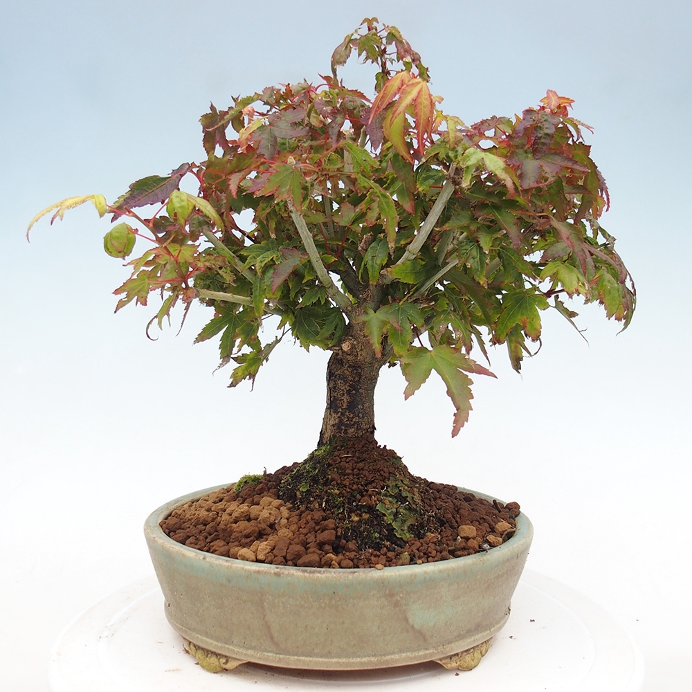 Acer palmatum KIOHIME - klon palmowy
