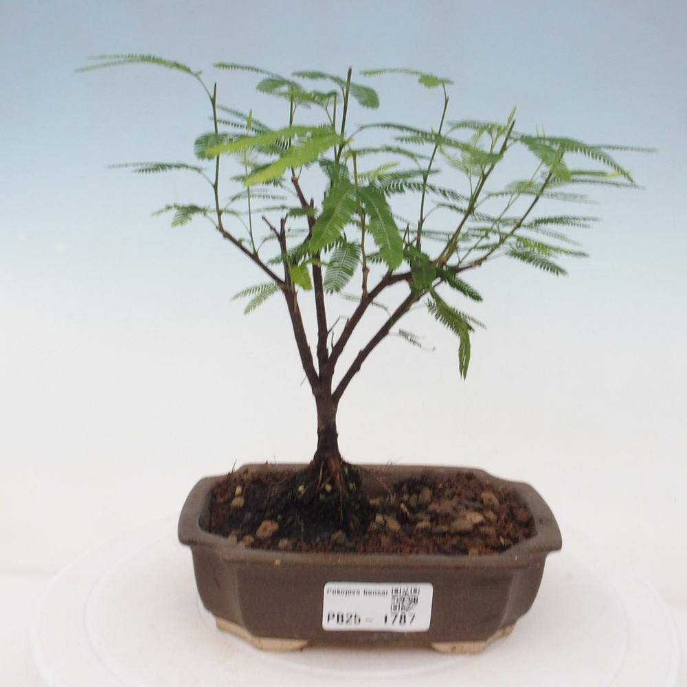 Pokój bonsai-Calliandra surinamensis Dixie Pink - Kaliandra z Surii