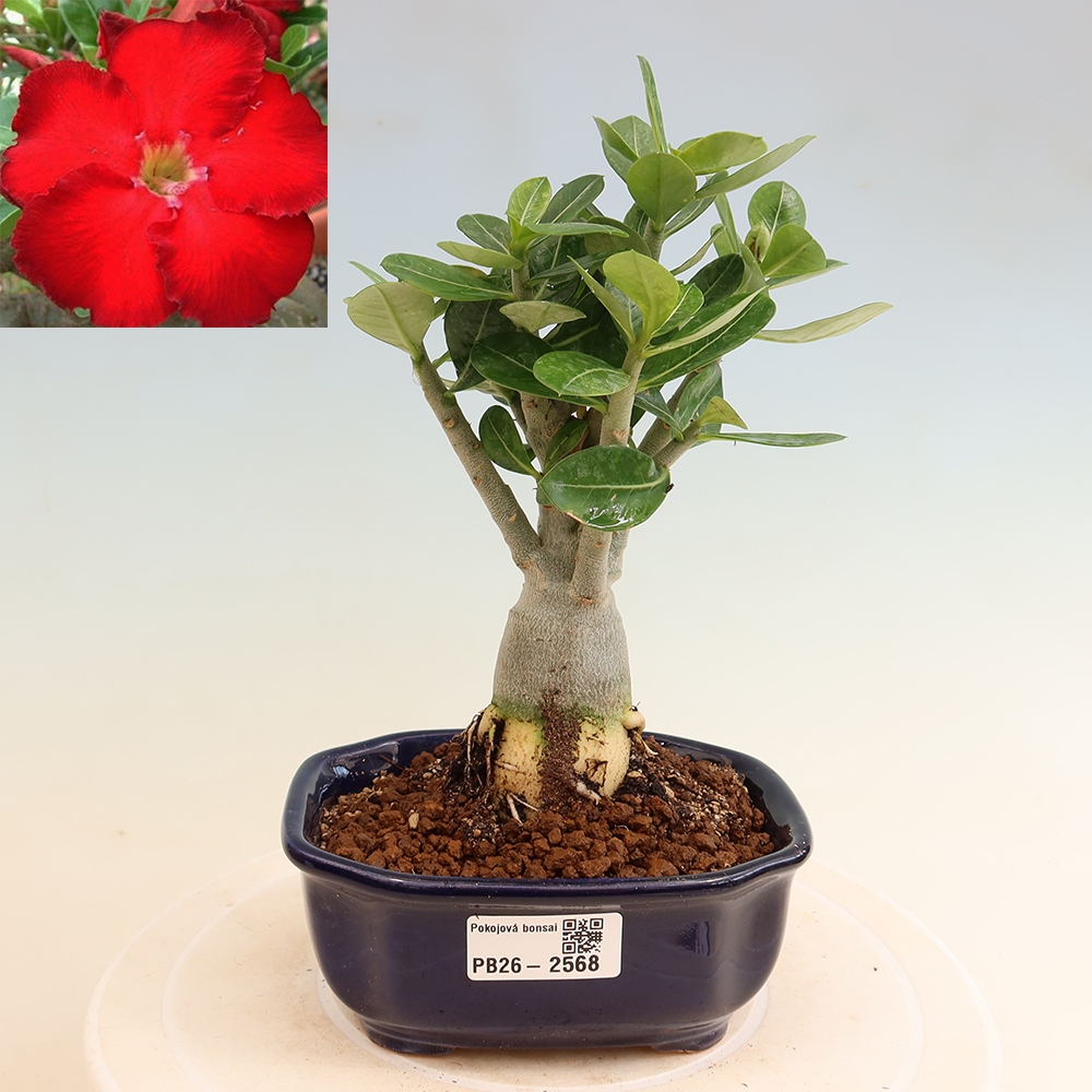 Bonsai pokojowe – Adenium obesum Red Star – Róża pustynna