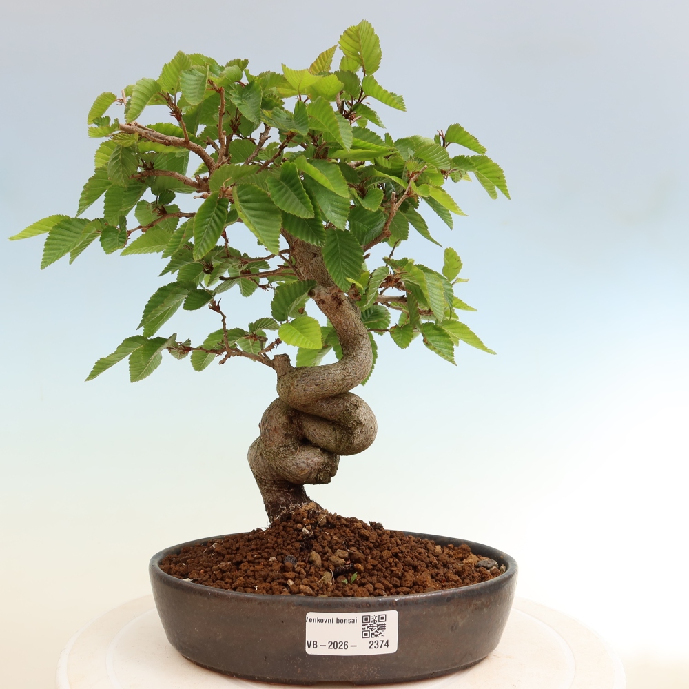 Outdoor bonsai - Carpinus coreana - grab koreański