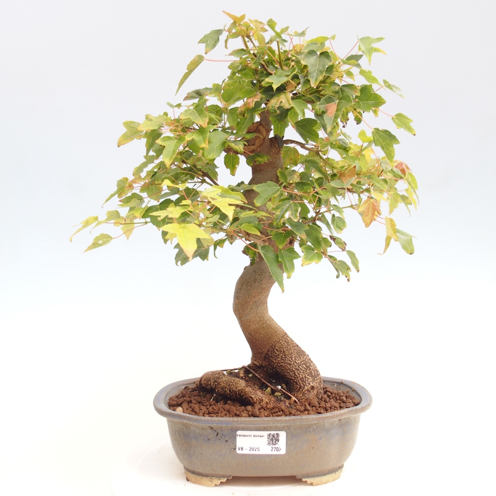 Outdoor bonsai - Maple Buergerianum - Burger Maple