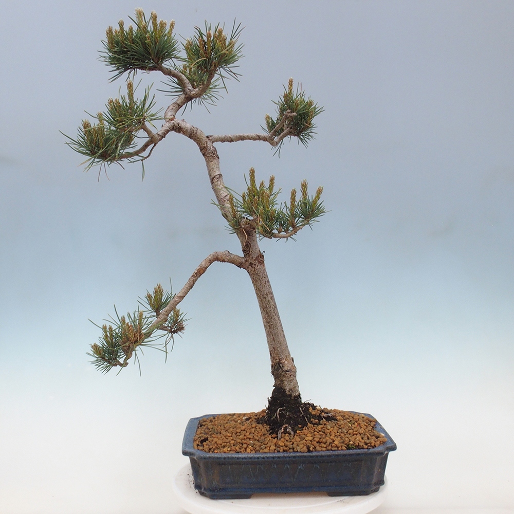 Outdoor bonsai - Pinus Sylvestris - sosna zwyczajna