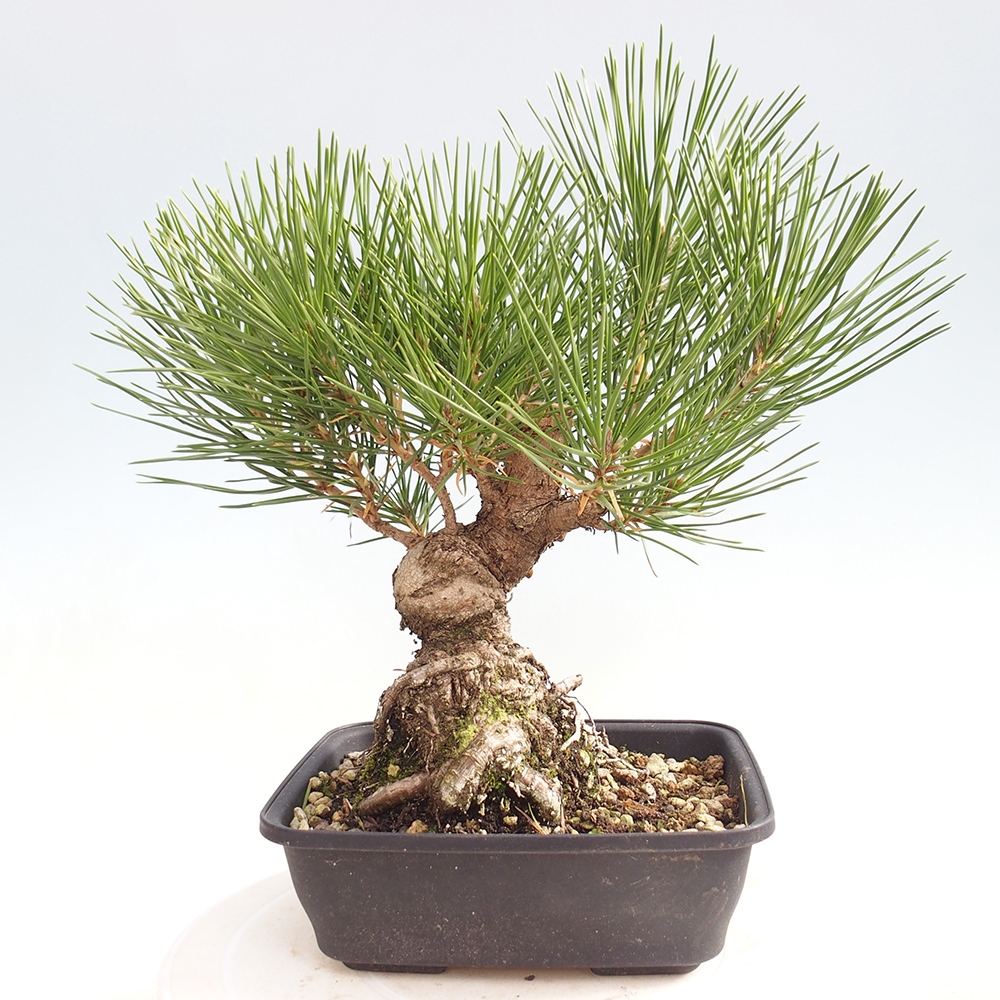 Outdoor bonsai - Pinus thunbergii - sosna Thunberga
