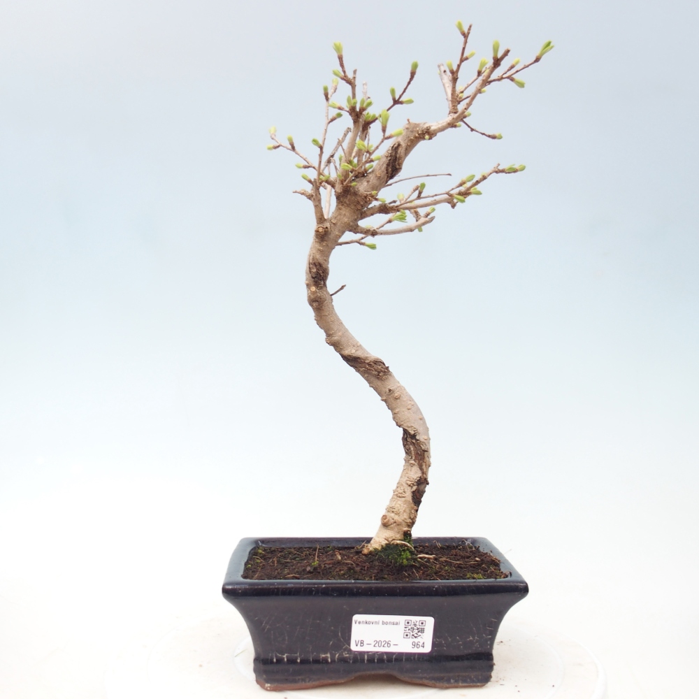 Bonsai zewnętrzne - Pseudolarix amabis-Pseudolarix amabis