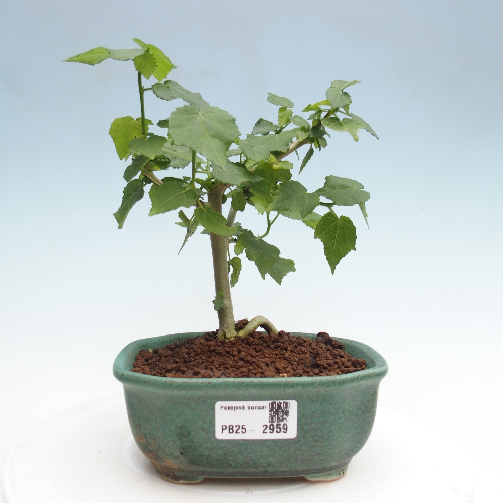 Kryte bonsai - Malvaviscus arboreus - hibiskus drzewny