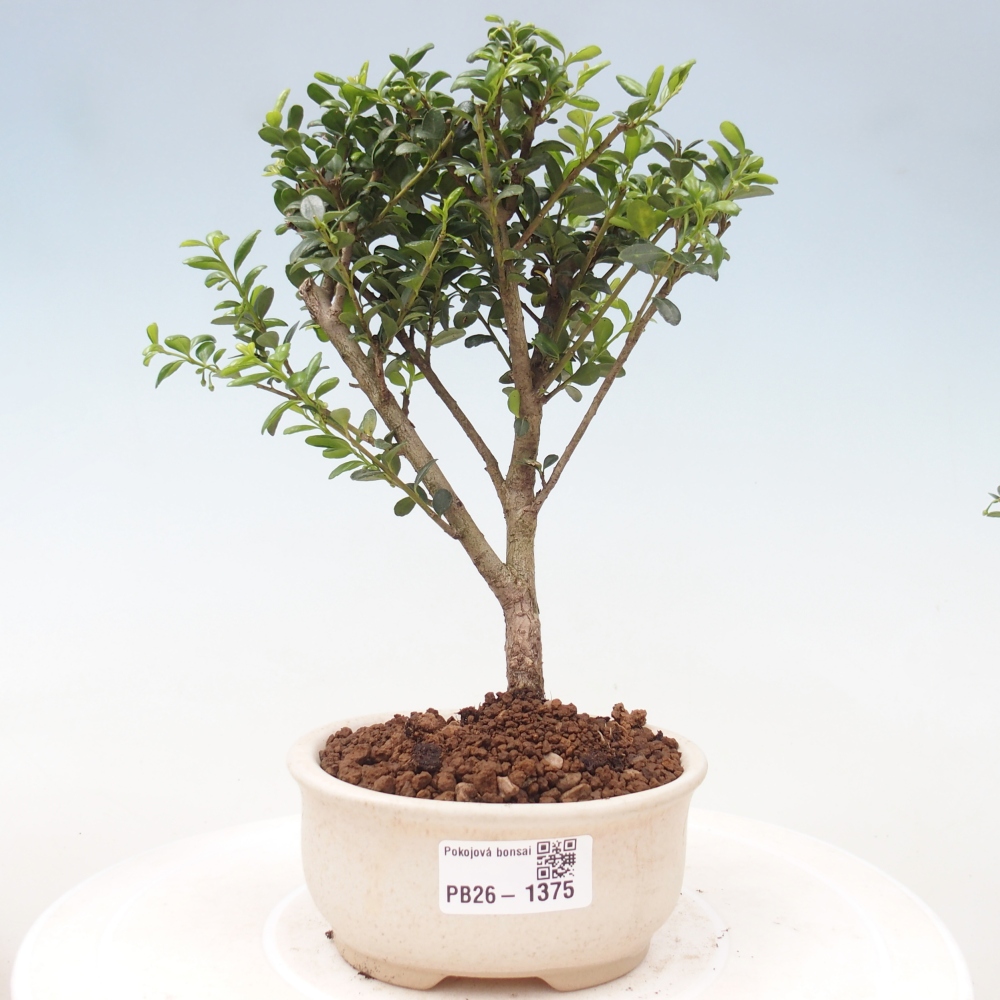 Pokój bonsai - Ilex crenata - Ostrokrzew