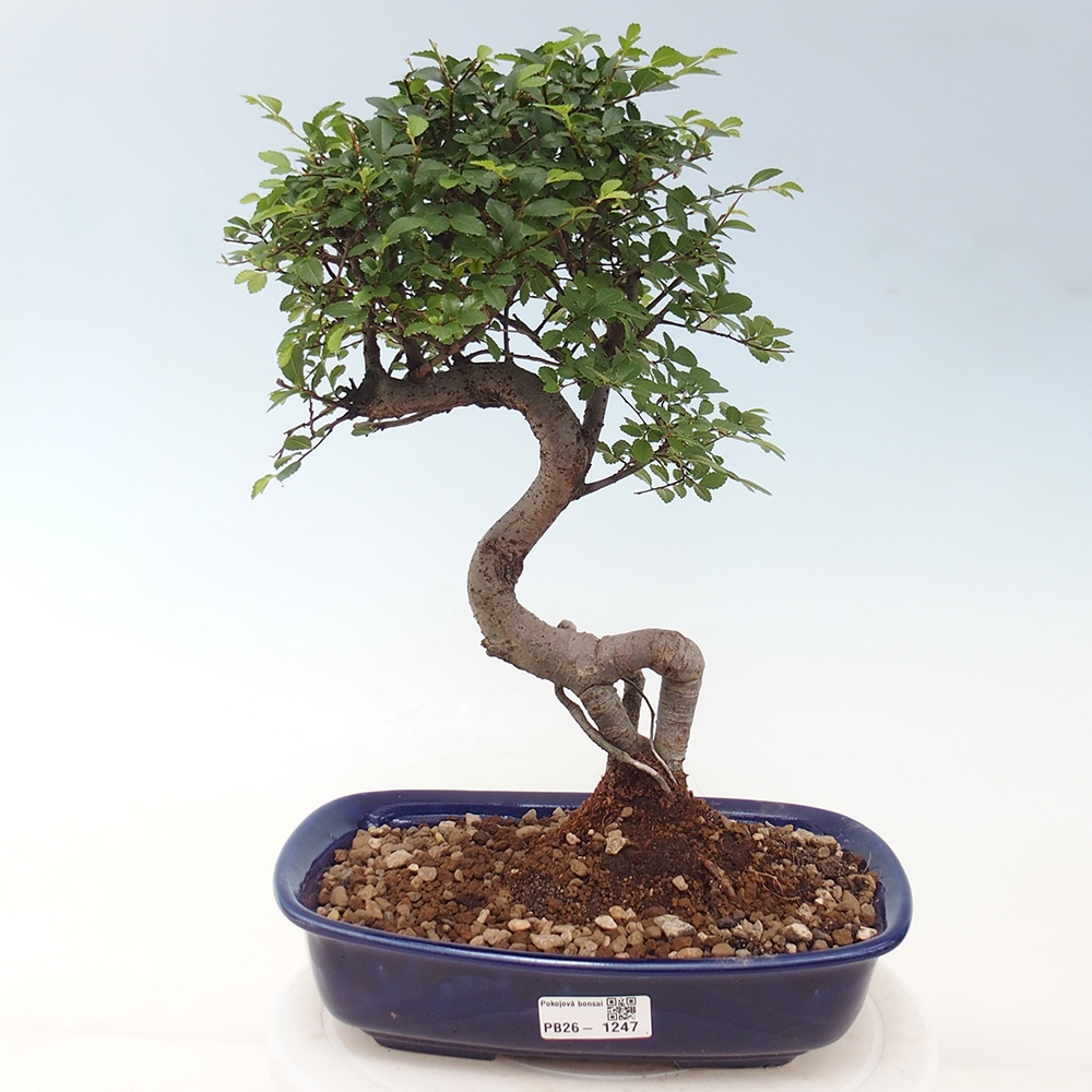 Pokój bonsai - Ulmus parvifolia - Wiąz drobnolistny