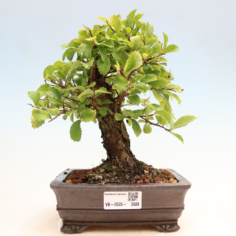 Bonsai zewnętrzne - Zelkova - Zelkova NIRE