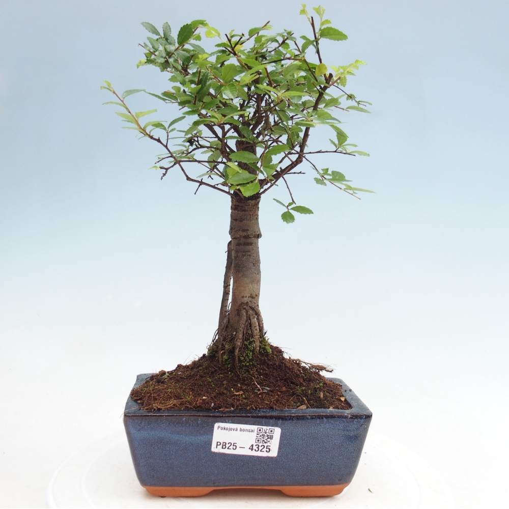 Pokój bonsai - Ulmus parvifolia - Wiąz drobnolistny