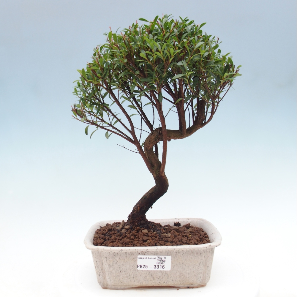 Pokój bonsai - Syzygium - Pimento