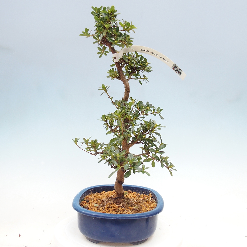 Bonsai zewnętrzne - Azalia japońska - Azalia Asahi-no-izumi