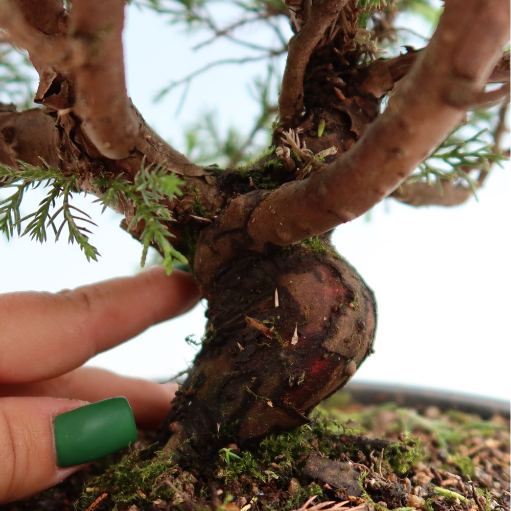Bonsai ogrodowe – Juniperus chinensis Itoigawa – jałowiec chiński