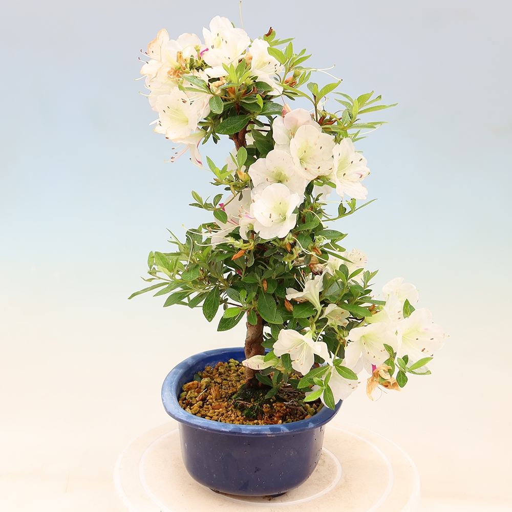 Outdoor bonsai - Azalia japońska - Azalia Yukigesho
