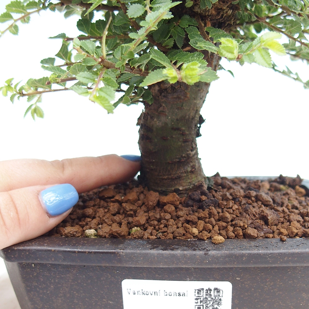 Bonsai zewnętrzne - Ulmus parvifolia Hokkaido - wiąz chiński
