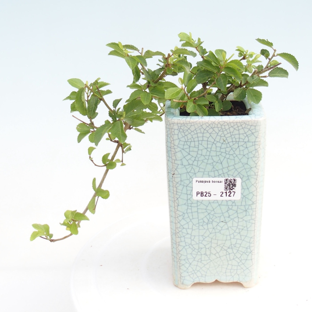 Kryty bonsai - Grewia occidentalis - Lawendowa gwiazda