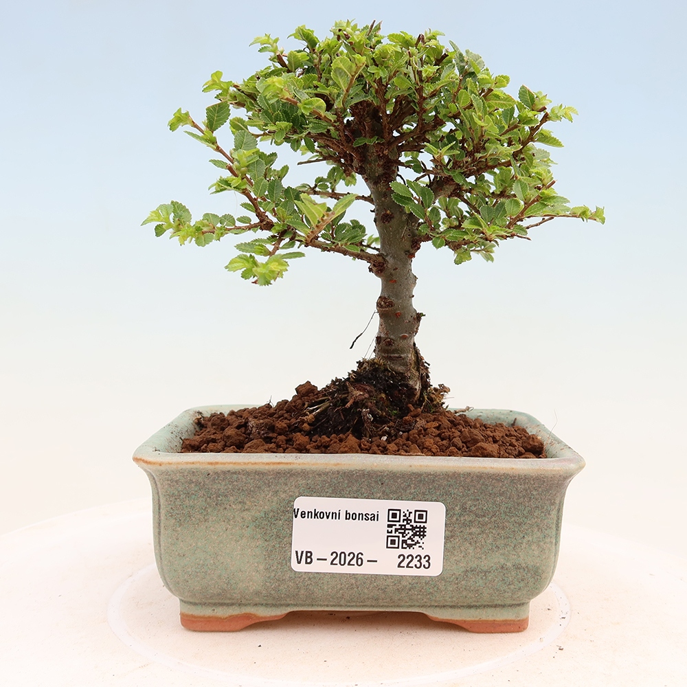 Bonsai ogrodowe – Ulmus parvifolia Sagei – wiąz drobnolistny